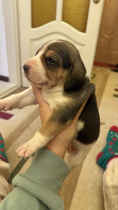 Бигль щенки мальчики и девочки