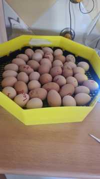 Ovos Galados - para incubação Gene Splash / Jersey