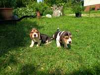 ZPR Beagle sunia pies