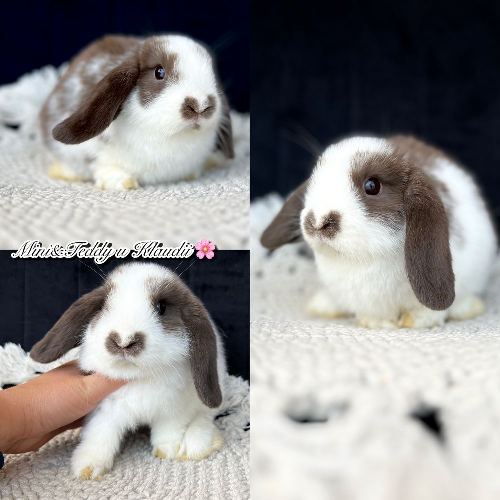Mini lop - samczyki gotowe do odbioru / królik miniaturka rasowy