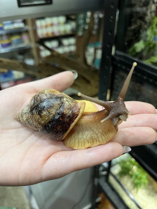 Ślimak Afrykański XL (achatina) Aqualife