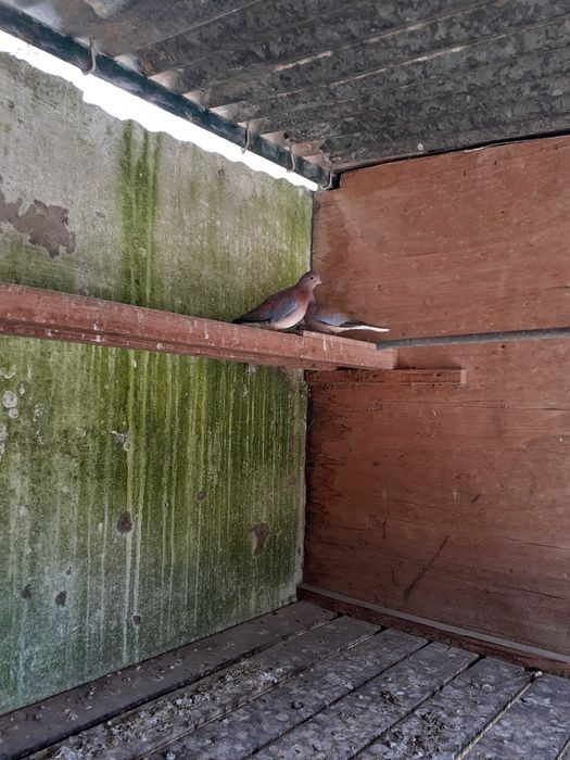 Rolas Senegal, Casal