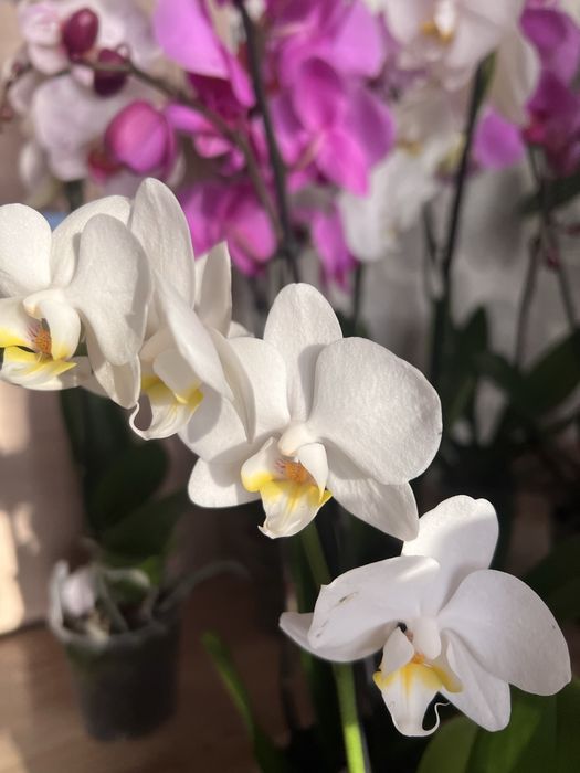 Орхідея вайбер група