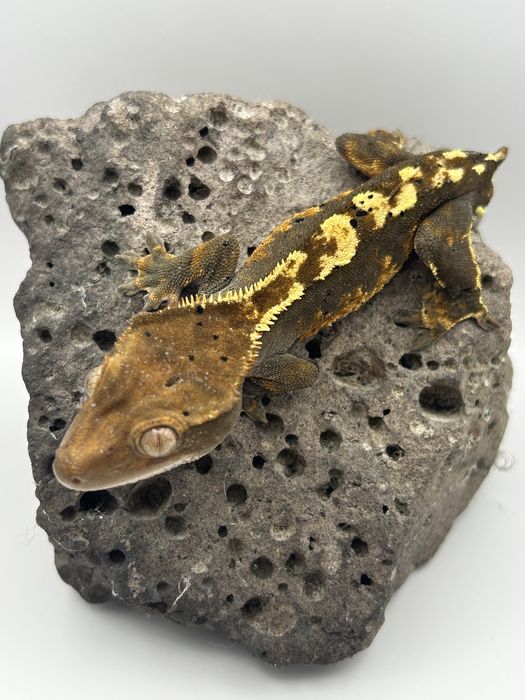 Samice i samce Gekona orzęsionego ( Correlophus  ciliatus )