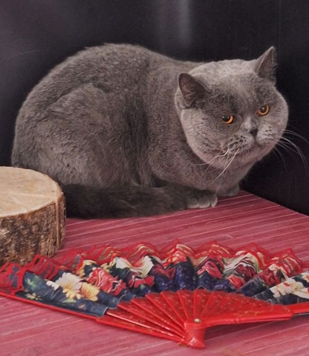 Британська дівчинка.