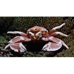 Akwarium morskie - Neopetrolisthes omshimai