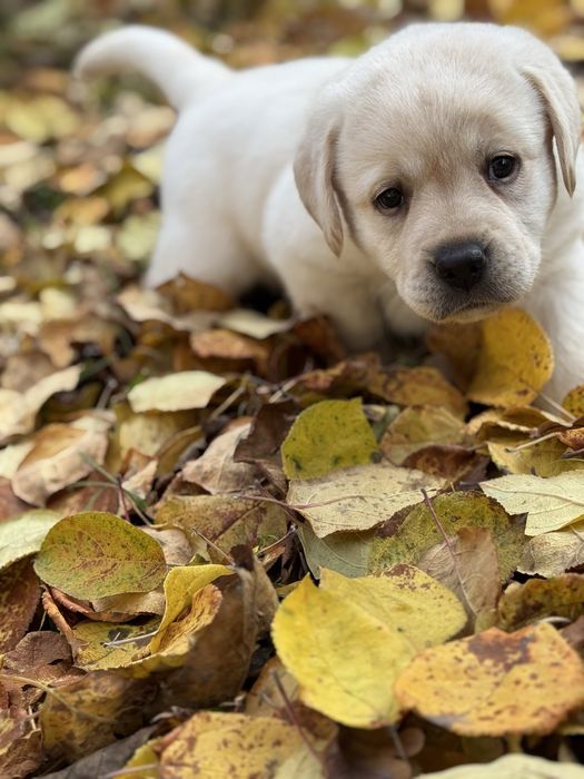 Неймовірно потішні хлопчики , малюки з документами