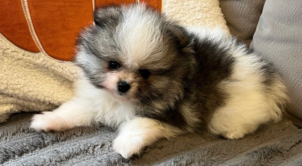 Pomeranian- przepiękna  sunia