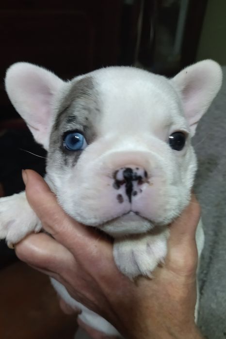 Щенята французького бульдога.