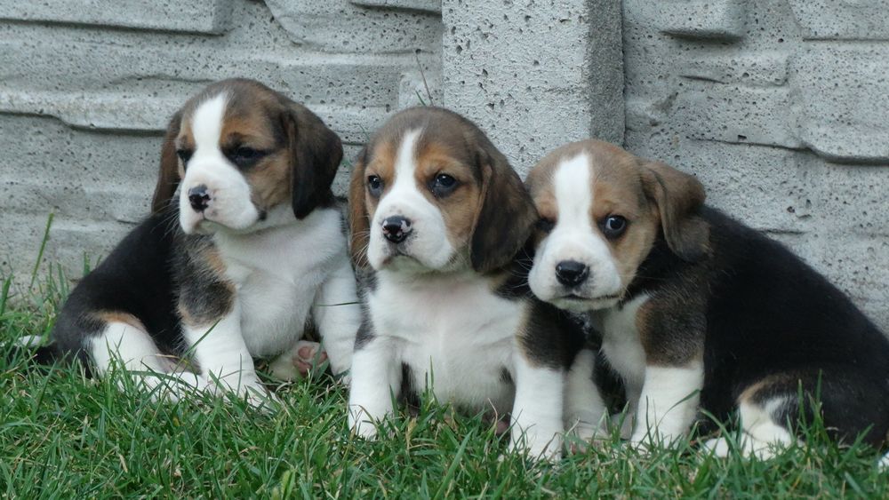 Beagle piękny piesek