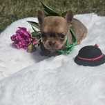Chihuahua samiec 2