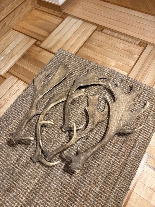 Poroza daniela naturalne zrzuty 5 sztuk zestaw