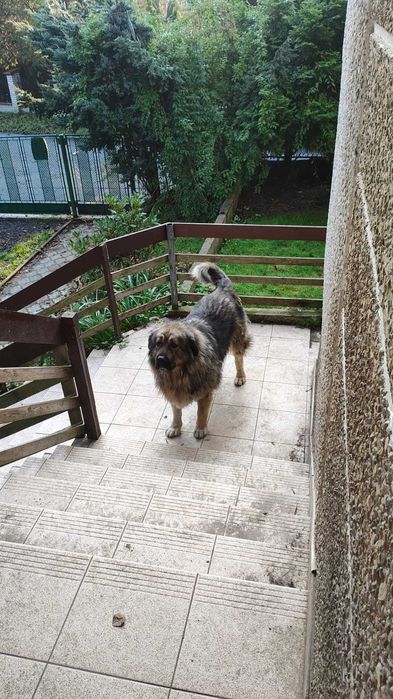 Ogłoszenie adopcyjne przepiękna suczka owczarka kaukaskiego szuka domu