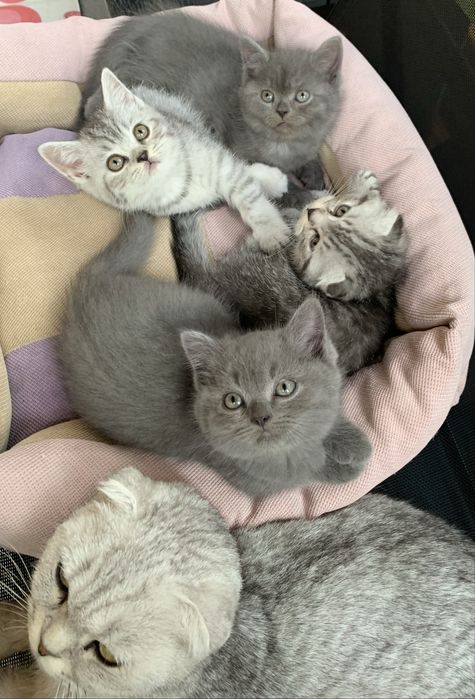 Шотландські кошенята