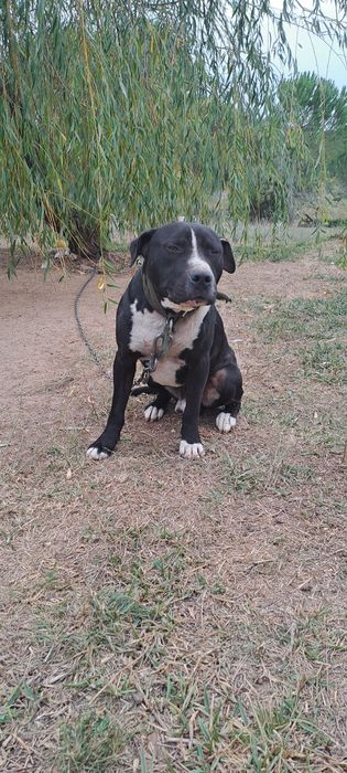 American Pitbull Terrier