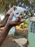 Gatinhos bebes p/ adoção