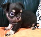 Chihuahua Macho, Cor Chocolate afogueado. Pêlo comprido. Pedigree.