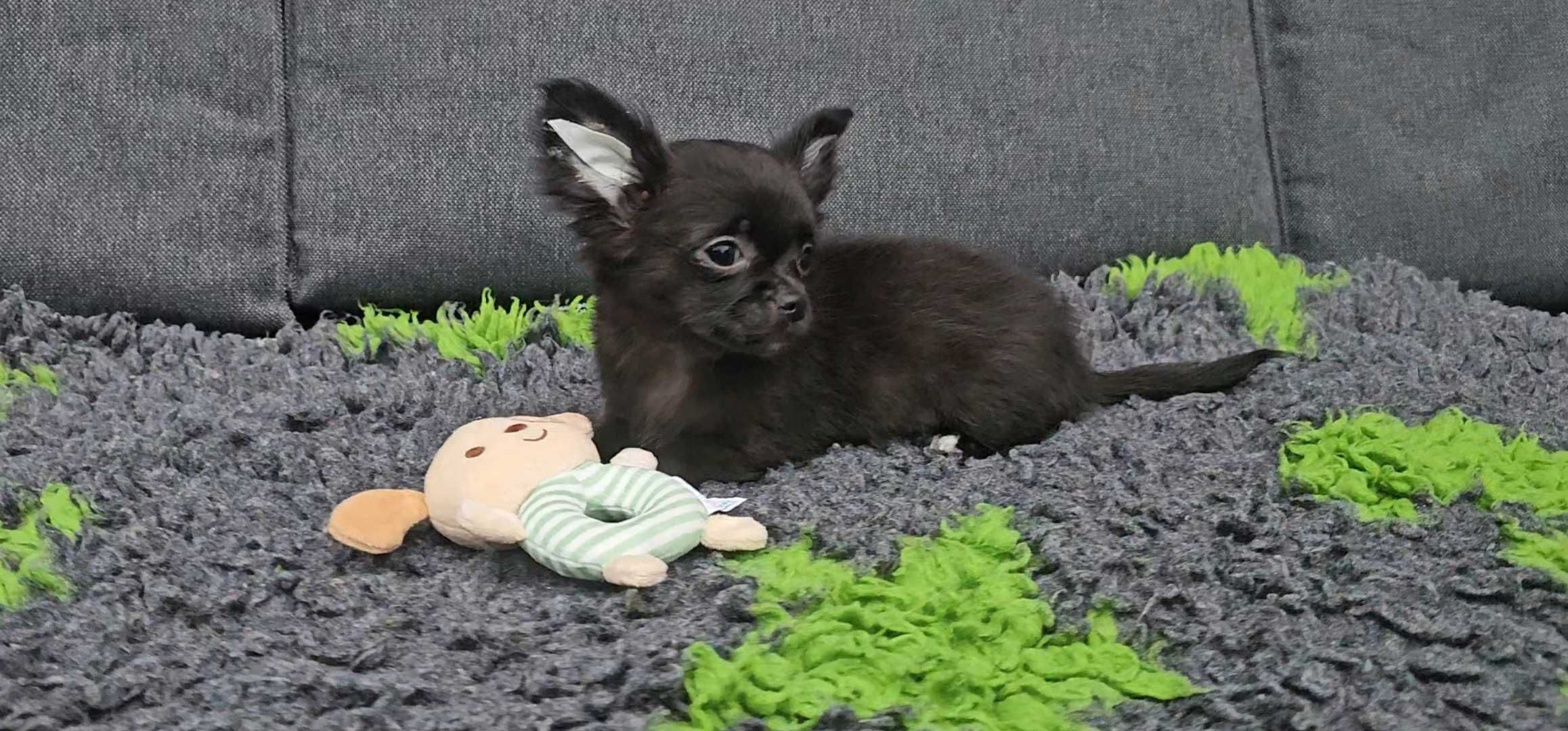 Chihuahua  - długowłosy chłopczyk