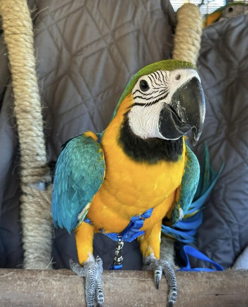 Птенцы ара, ручного говорящий попугай ара