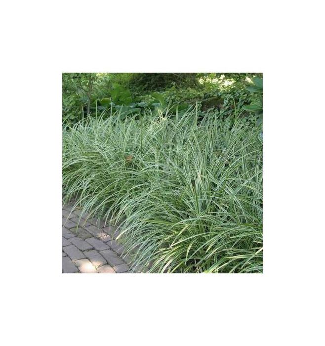Turzyca morrowa 'Ice Dance' (Carex morrowii 'Ice Dance')