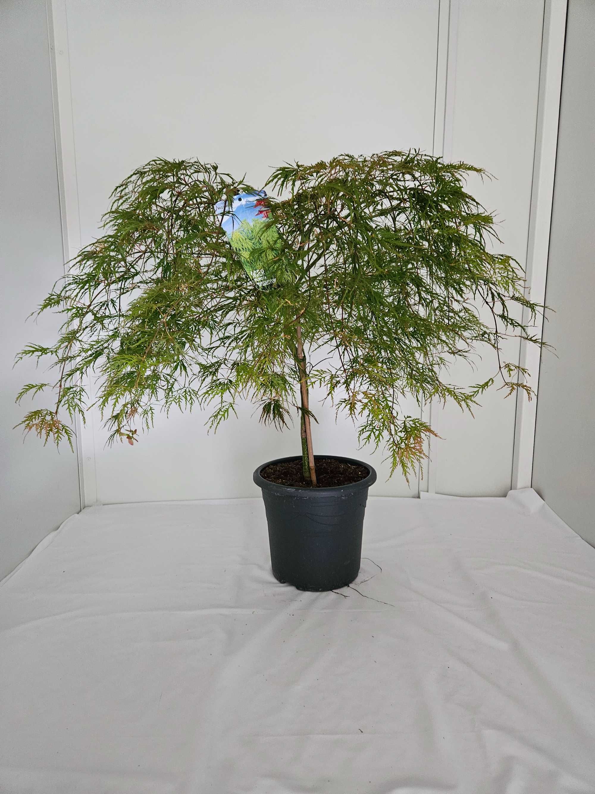 Bonsai – Klon japoński palmowy 'Dissectum' (Acer palmatum dissectum)