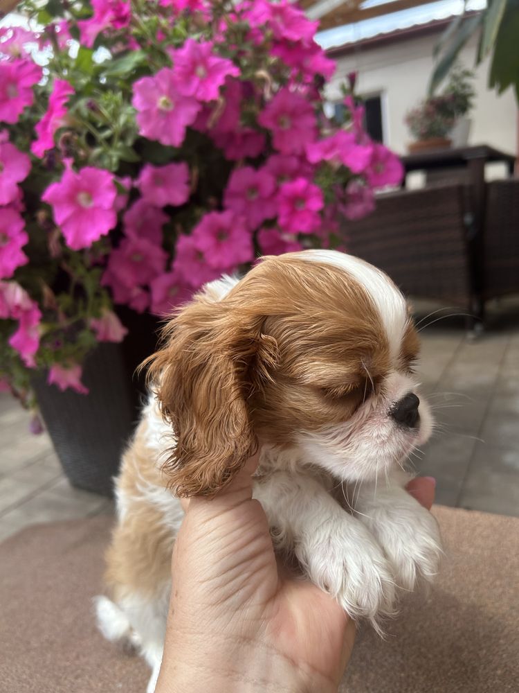 Cavalier king charles spaniel SUCZKA, hotowa do odbioru