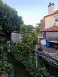 Planta sheffera grande