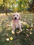 Golden Retriever - sunia