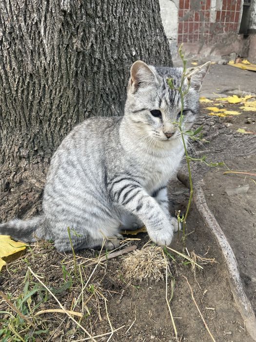 Кошеня (кішка, киця, дівчинка, котенок, кошка, девочка)