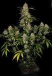 ‼️ 20szt AK-47 Automat Nasiona Marihuany Konopie indyjskie THC growbox