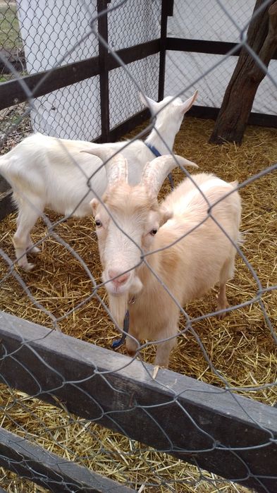 Кози Сімейна ферма розведення утримання