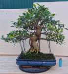 Bonsai Ficus Tiger Bark