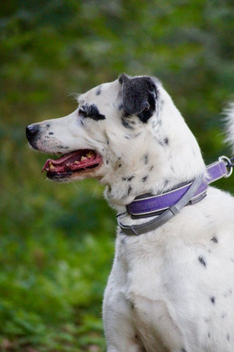 Cziko- domowy mix dalmatyńczyk szuka nowego domu