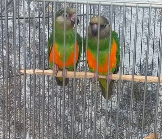 Casal Papagaio Meyer / Senegais