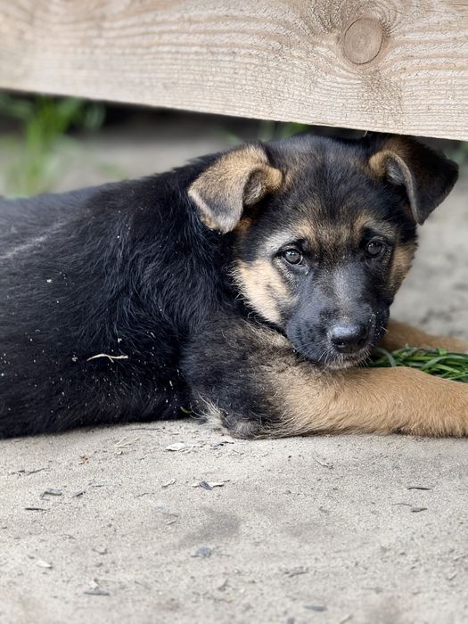 Цуценя безкоштовно хлопчик