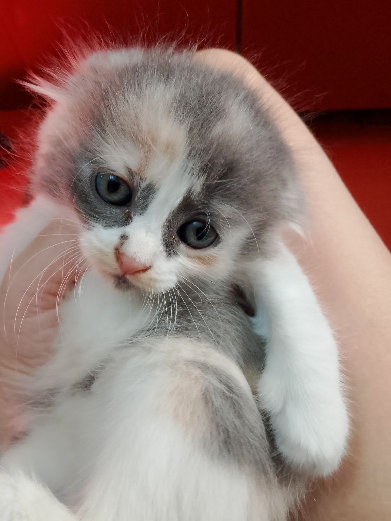Продам котика вислоухого