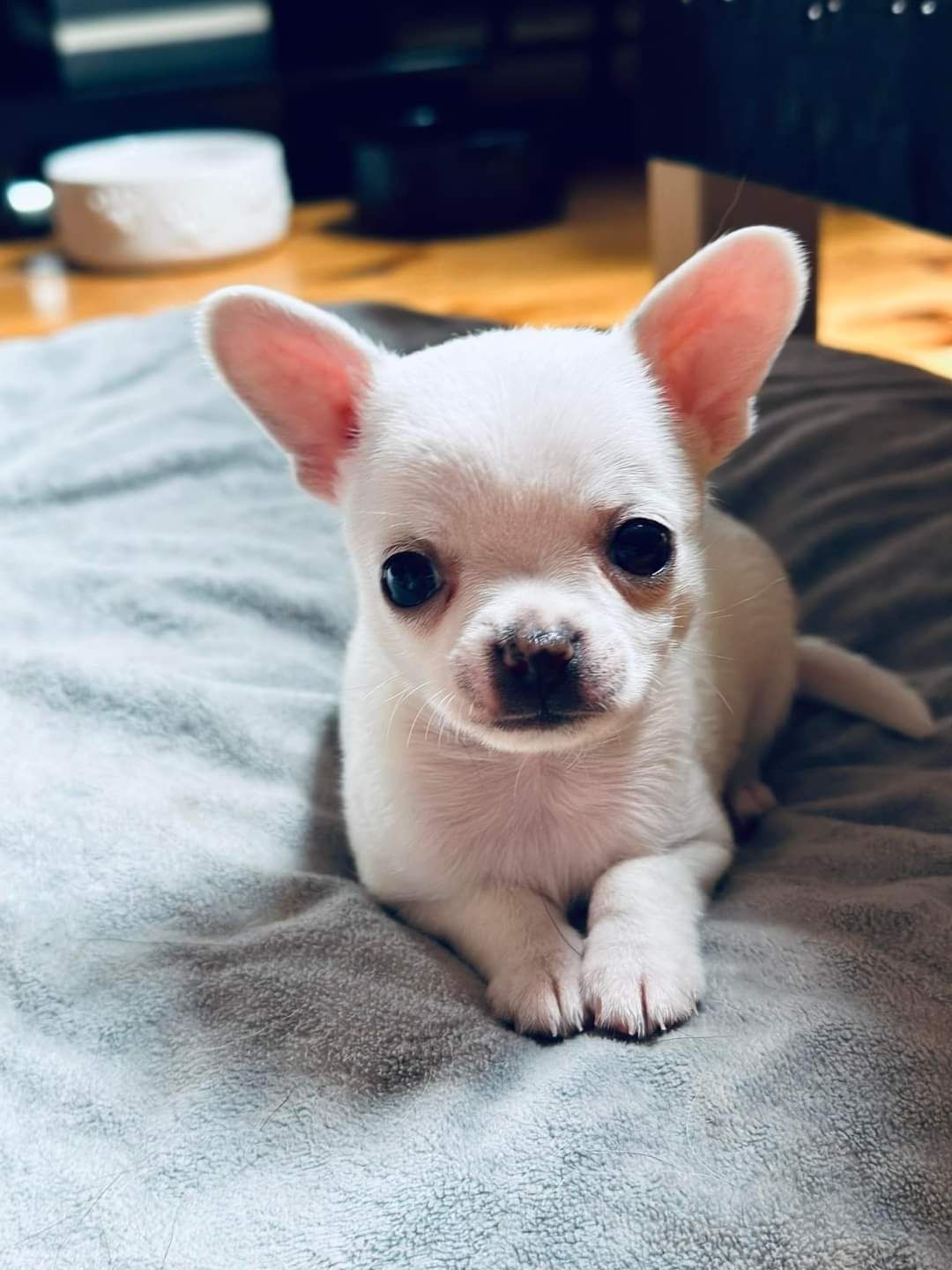 Chihuahua biały chłopczyk-zarezerwowany