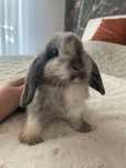 Królik mini lop samiec