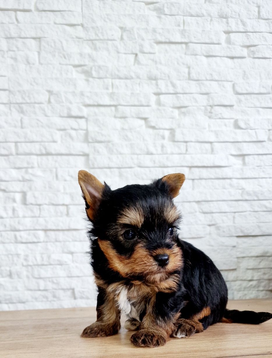 Yorkshire Terrier piesek mini