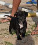 Staffordshire Bull Terrier ZKwP , Staffik FCI, czarna suczka TRUE LOVE