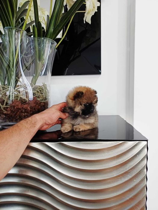 Spitz Alemão Anão/ou Lulu da Pomerânia FEMEA LARANJA com   LOP e AFIXO