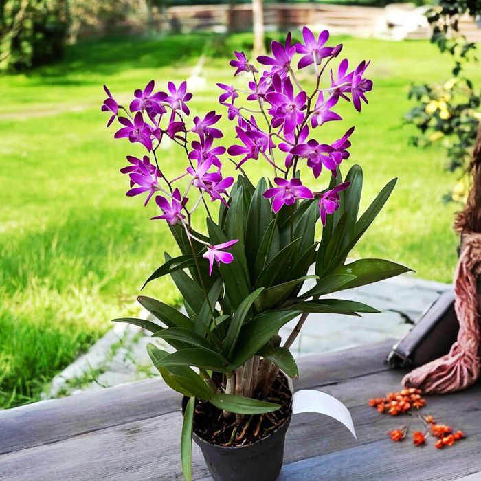 Орхідея. Дендробіум Бері Ода /Dendrobium Berry Oda