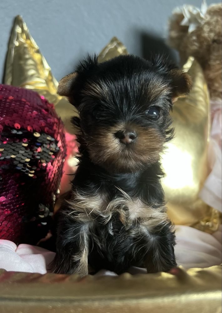 Suczka Yorkshire Terrier