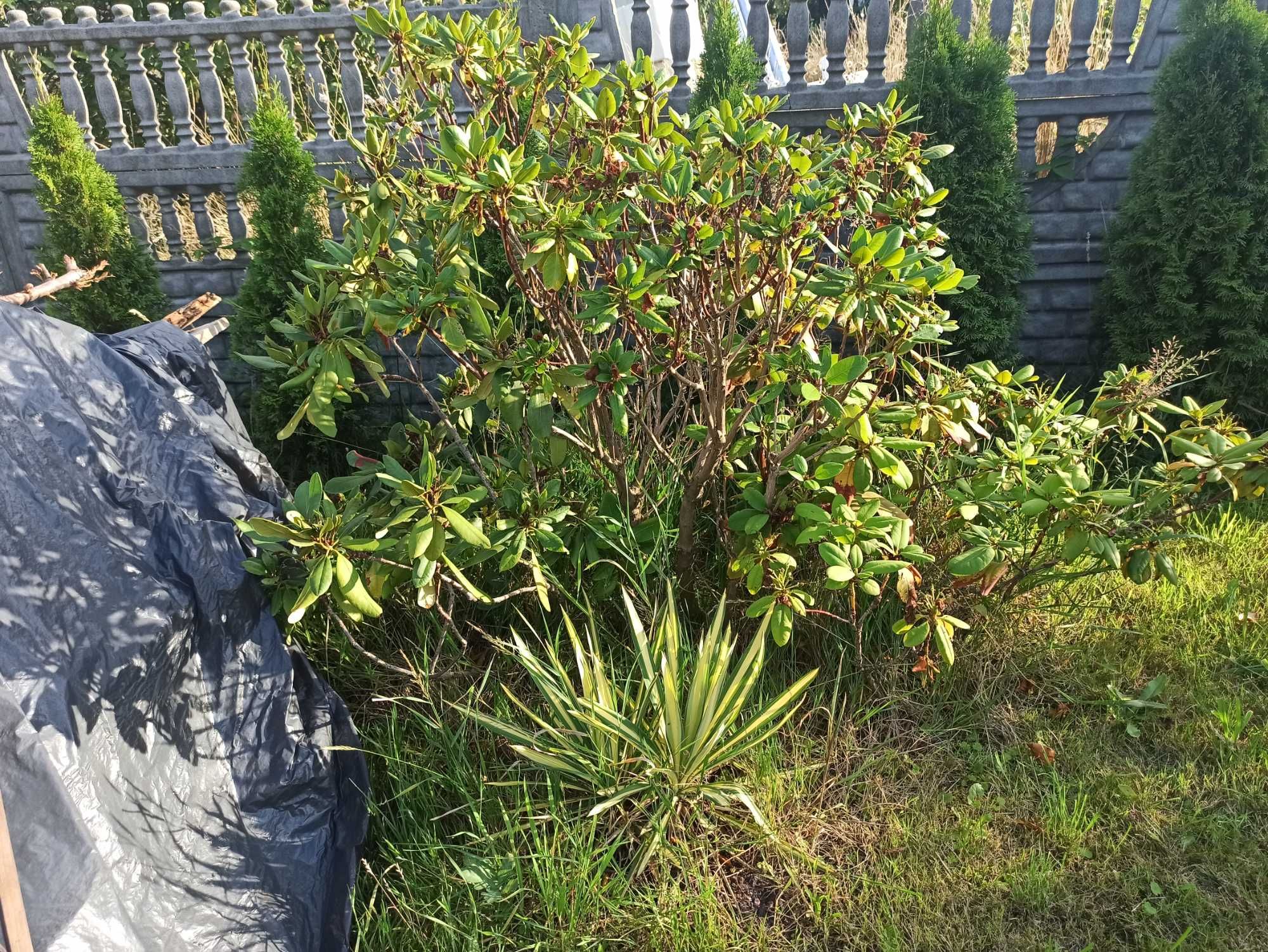 Duży rododendron