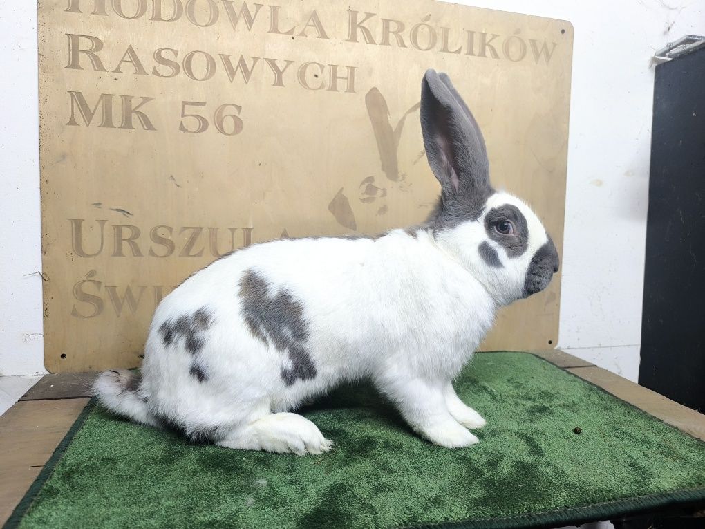Samiec Champion 96.5pkt Olbrzym Srokacz Izabela rodowód