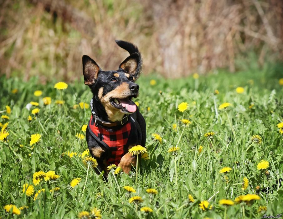 Maleńki Filip czeka na dom.