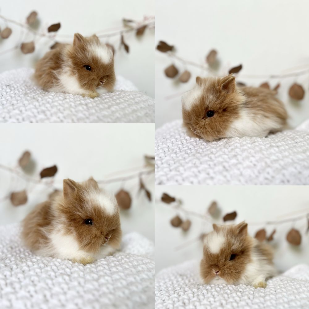Króliczki rasy Mini Lop i Karzełek Teddy z zarejestrowanej hodowli