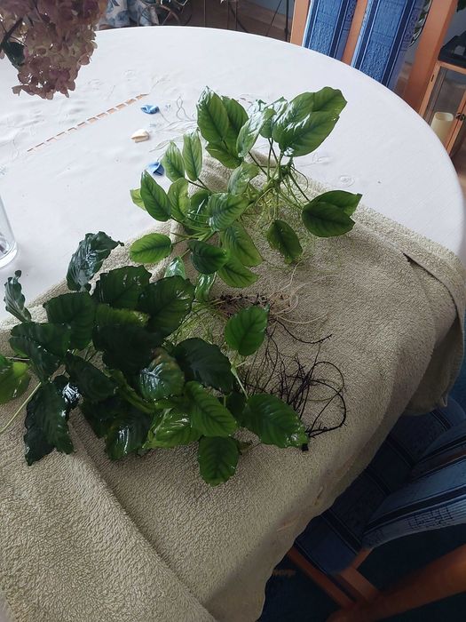 Sprzedam rośliny akwariowe