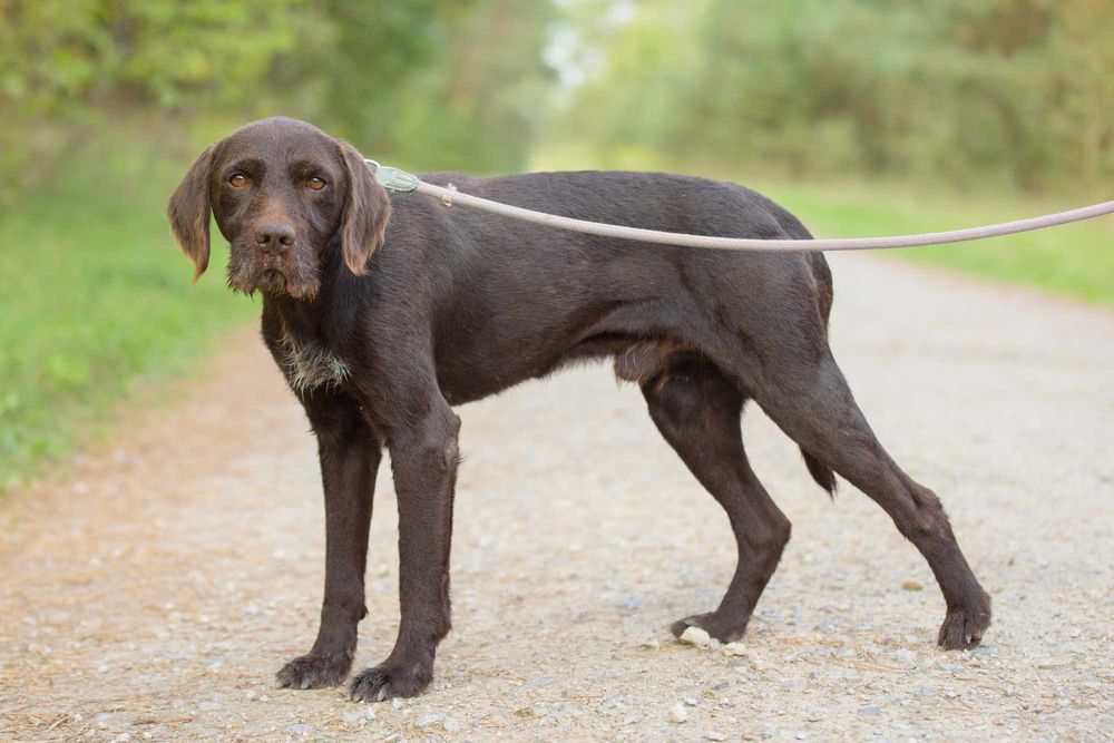 Racuch - cudowny pies w typie wyżła szuka domu