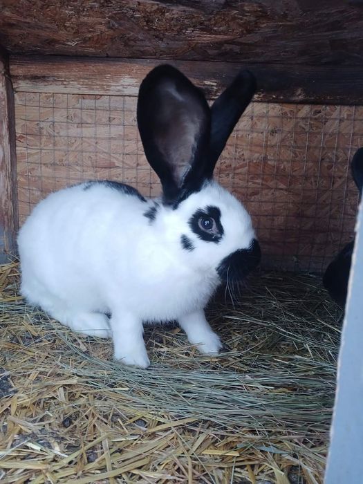 Продам кроликів породи Каліфорнія та Німецький строкач